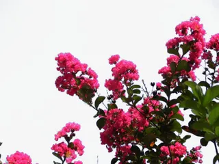 红色紫薇花免抠