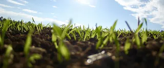 麦苗 田 蓝天白云高清