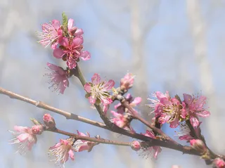 春天 草地 桃花 梨花 渐变透明元素36免抠