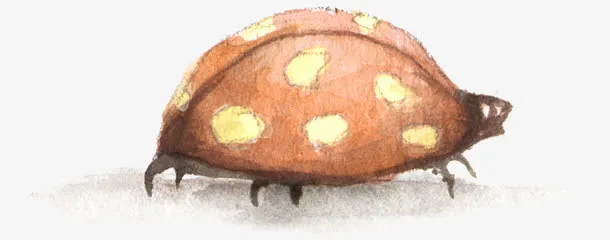 七星瓢虫免抠