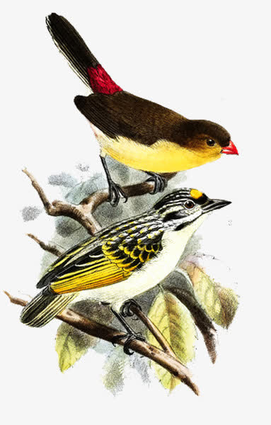 手绘唯美小鸟素材免抠