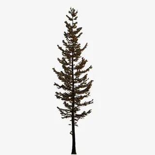 冬景雪景枯树松树树木免抠