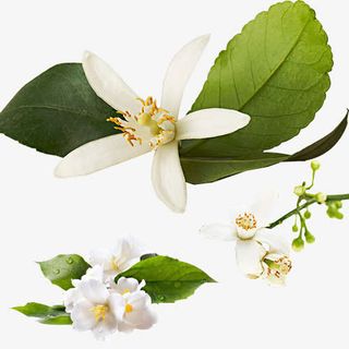 绿色柚子花免抠