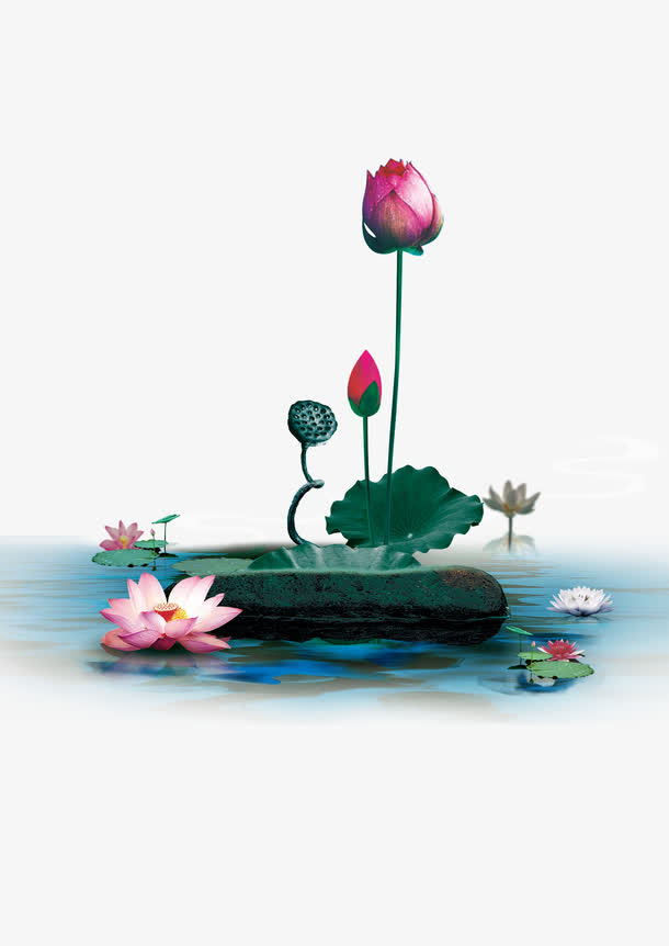 水上荷花免抠