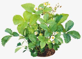 花束图片花朵海报背景 薄荷