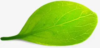 绿色渐变树叶纹理装饰免抠