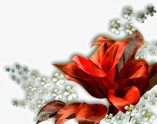 红色百合花边框免抠