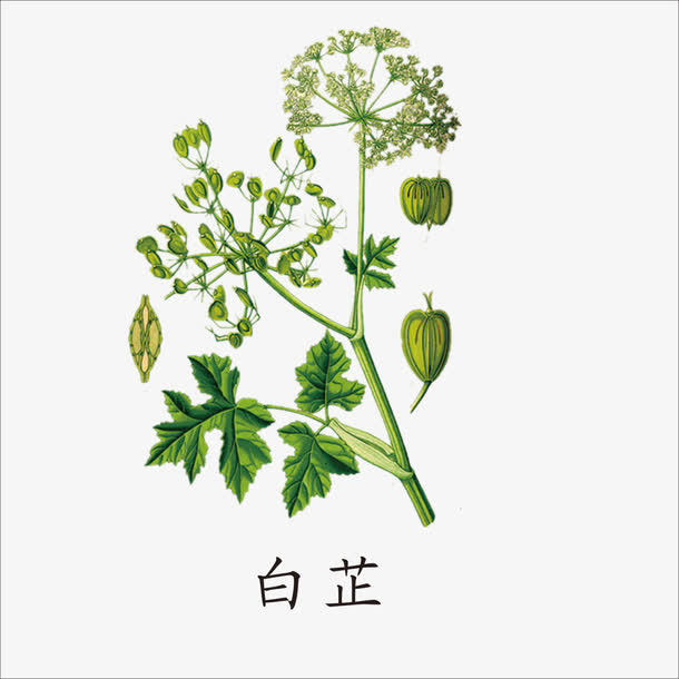 白芷免抠