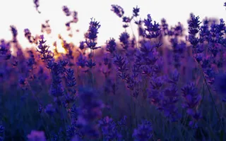 唯美意境薰衣草花海朦胧免抠