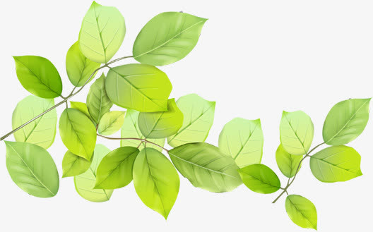 春天清新手绘树叶树枝免抠