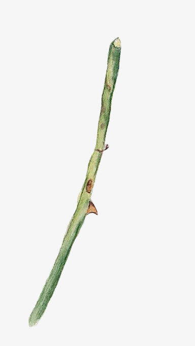 绿色带刺树枝免抠