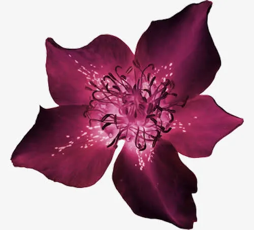 紫色鲜花免抠