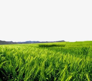 风吹麦浪免抠