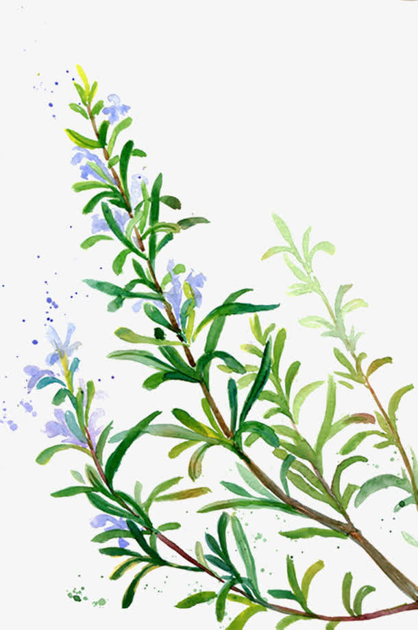 紫色植被迷迭香免抠