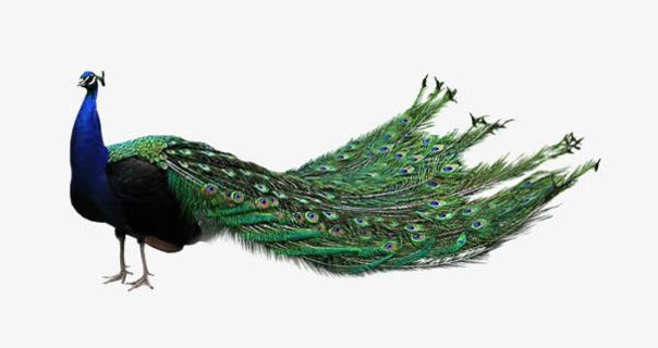 绿孔雀免抠