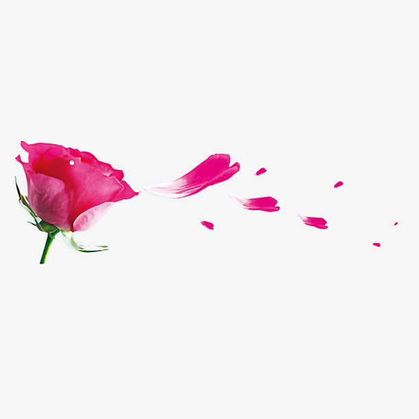 玫瑰花瓣免抠