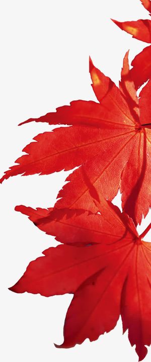 红色枫叶免抠 红色枫叶免抠