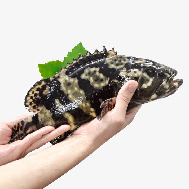 手托石斑鱼免抠