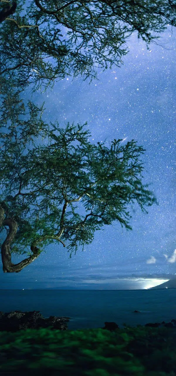 绿树蓝色天空海报背景