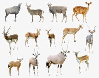 陆地动物生物免抠装饰动物元素