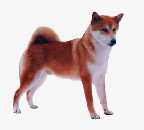 棕色的柴犬素材图片免抠