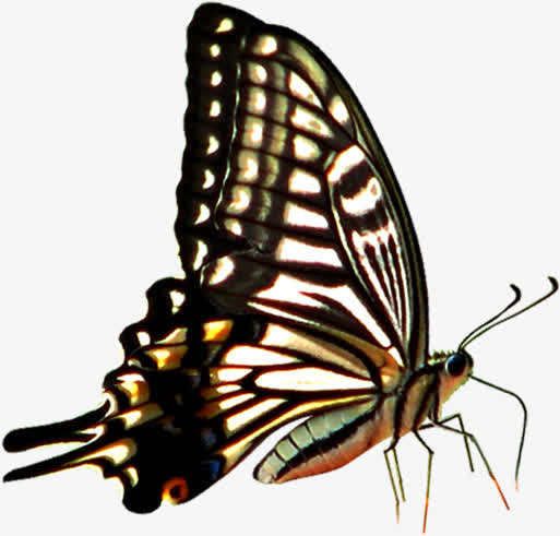 春天乡村纹理蝴蝶免抠装饰动物元素