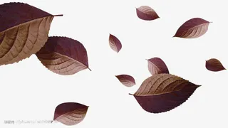 褐色简约树叶漂浮素材免抠