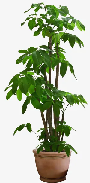 家居盆景素材免抠