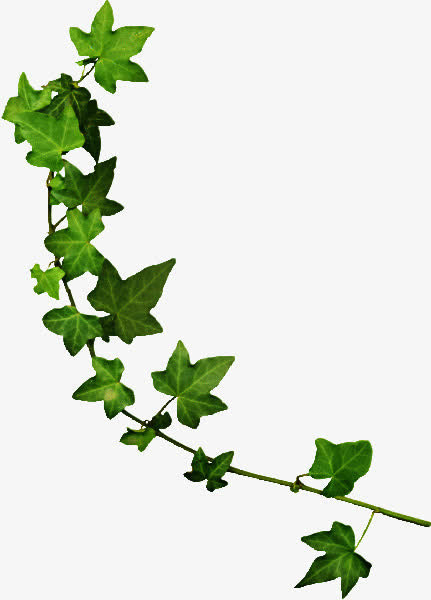 树叶串绿叶实物免抠