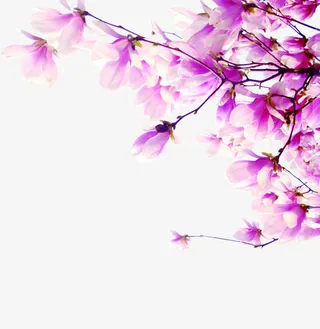 植物玫红色花朵桃花免抠