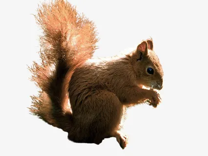 漂亮的小松鼠免抠