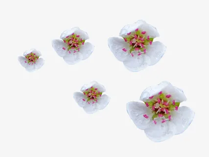 朵朵梨花花瓣图片素材免抠