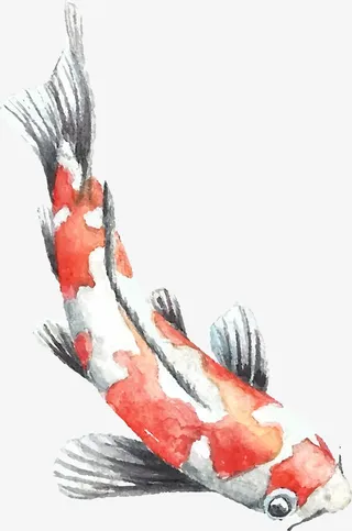 海洋生物锦鲤素材图免抠