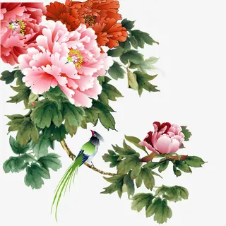 牡丹免抠 牡丹免抠