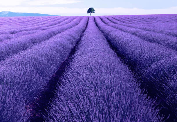 紫色薰衣草花陇海报背景