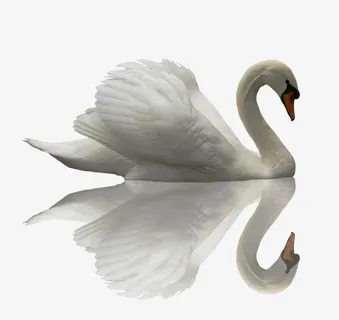 美丽的天鹅免抠 美丽的天鹅免抠