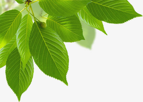 绿色清爽树叶风景春天免抠