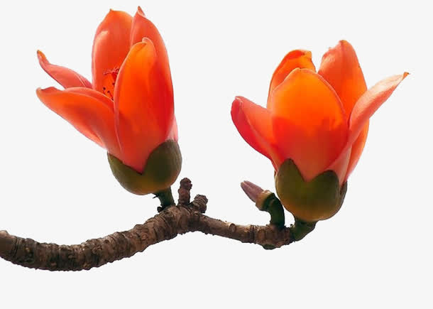 二零一六年橙色木棉花两朵免抠