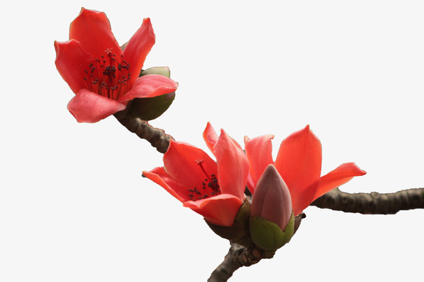 棕色枝条上三朵绽放的红棉花实物免抠