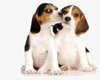 两只相亲相爱的狗狗免抠