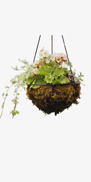 绿色开花吊篮免抠