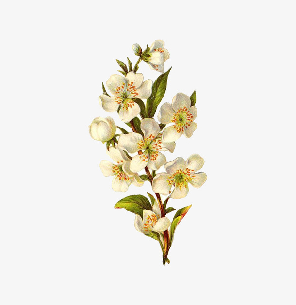 鲜花装饰免抠