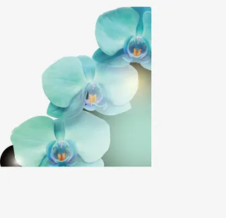 梅花，花朵，淘宝素材，花絮，矢免抠