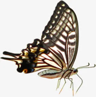 卡通清新可爱蝴蝶春天免抠装饰动物元素 卡通清新可爱蝴蝶春天免抠装饰动物元素