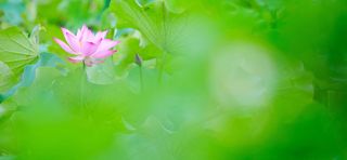 夏日荷花背景图高清