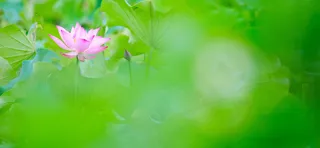 夏日荷花背景图高清