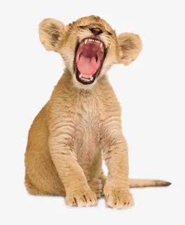 打哈欠的小狮子免抠