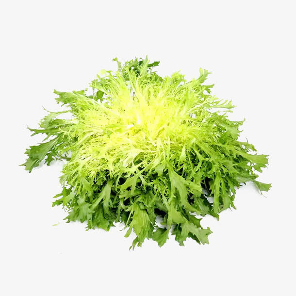 苦菊素材免抠