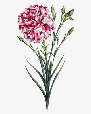 文艺清新花草海报设计装饰免抠