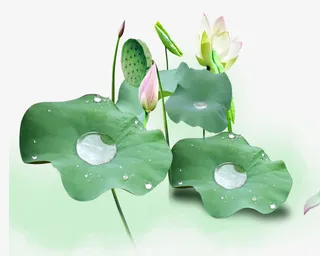 荷叶露珠清晰免抠
